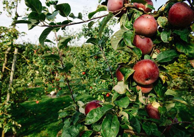 Jabłkowe sady w Szwecji