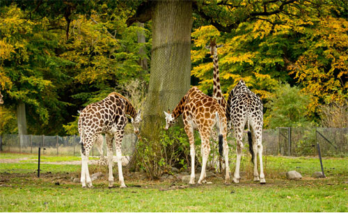 Safari Park Knuthenborg