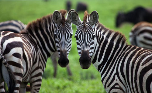 Safari Park Knuthenborg